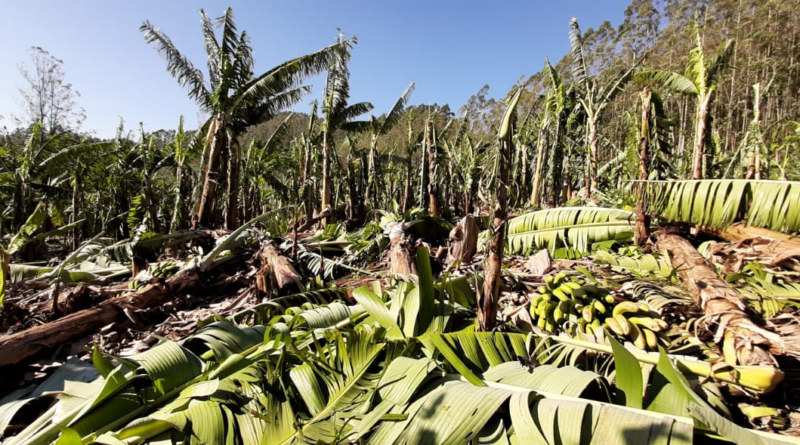 Plantação de bananas em Rio Kuntz